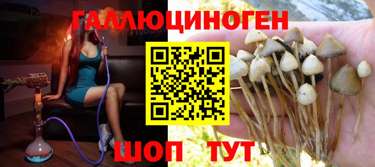 Псилоцибиновые грибы Psilocybe Бутурлиновка