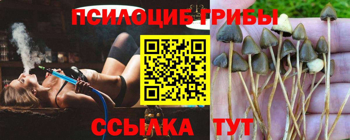 Псилоцибиновые грибы Cubensis  Галлюциногенные грибы ЛСД  Бутурлиновка  Вход с VPN 